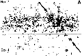 Stress difussion plot.