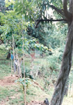 Site Photo